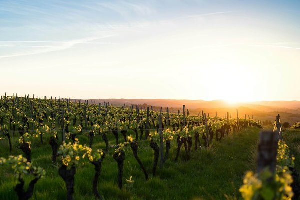 Comment choisir une croisière qui inclut des visites de vignobles biologiques en Nouvelle-Zélande?
